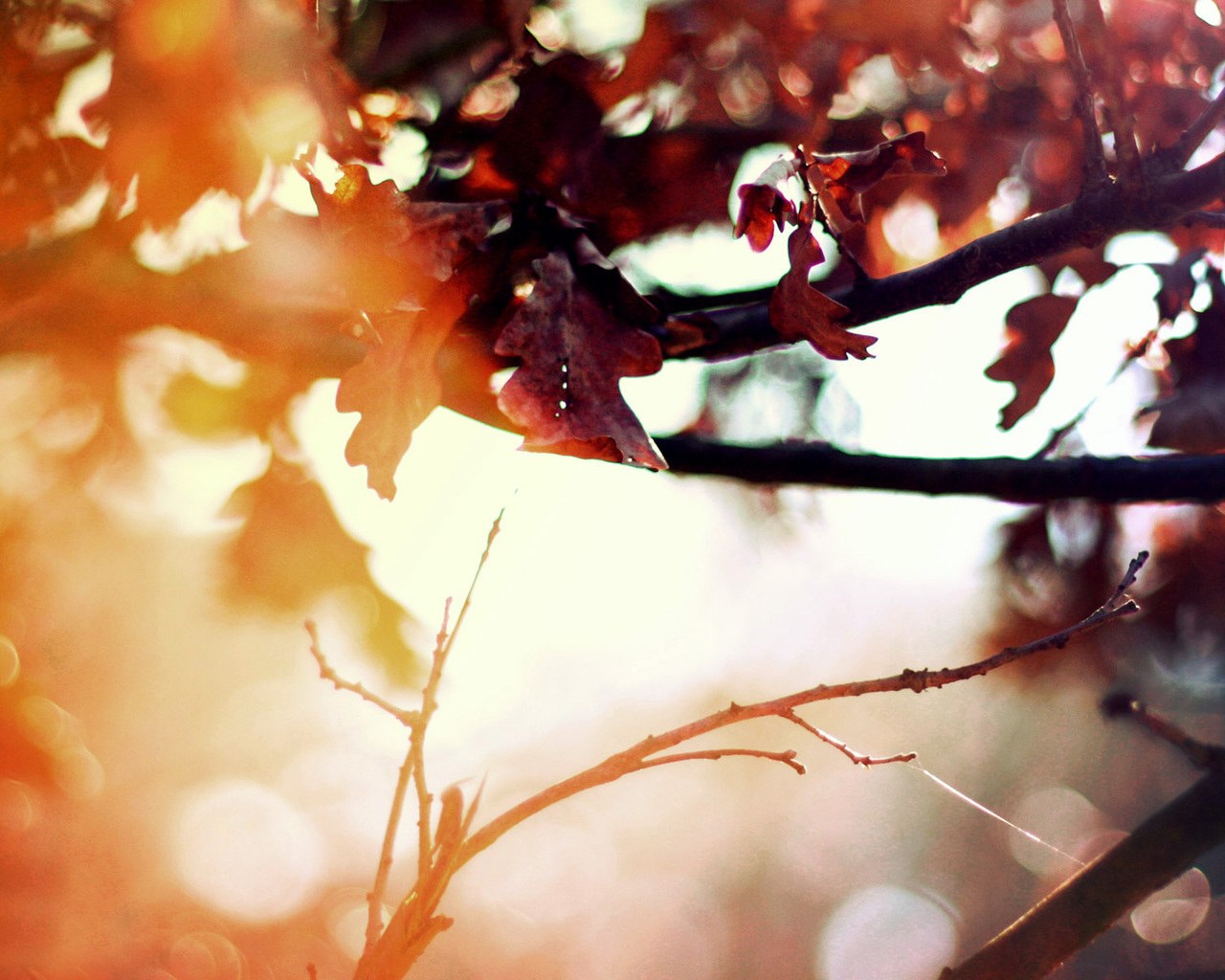 Autumn_Wallpaper_(45).jpg