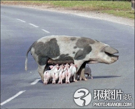 英国一母猪在马路上喂奶造成交通堵塞.jpg