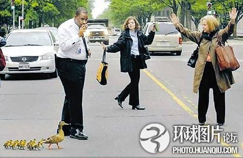 美国女子不惜违反交通规则为鸭子过马路护驾.jpg