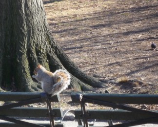 中央公园的松鼠.jpg