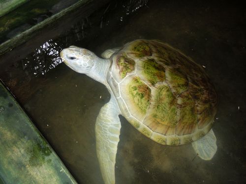 小海龟07.jpg