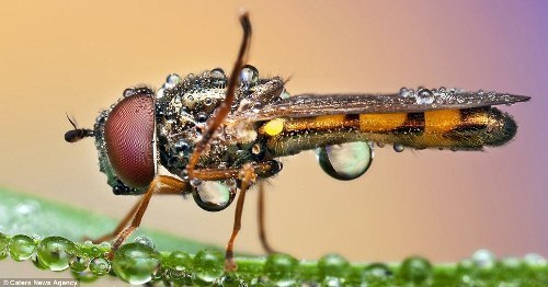 昆虫湿身图F.jpg