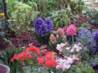 庭の花2.jpg
