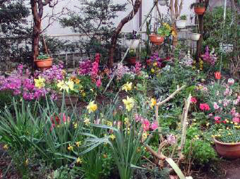 庭の花3.jpg