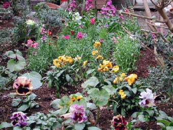 庭の花4.jpg