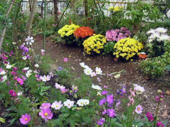 庭の花6.jpg