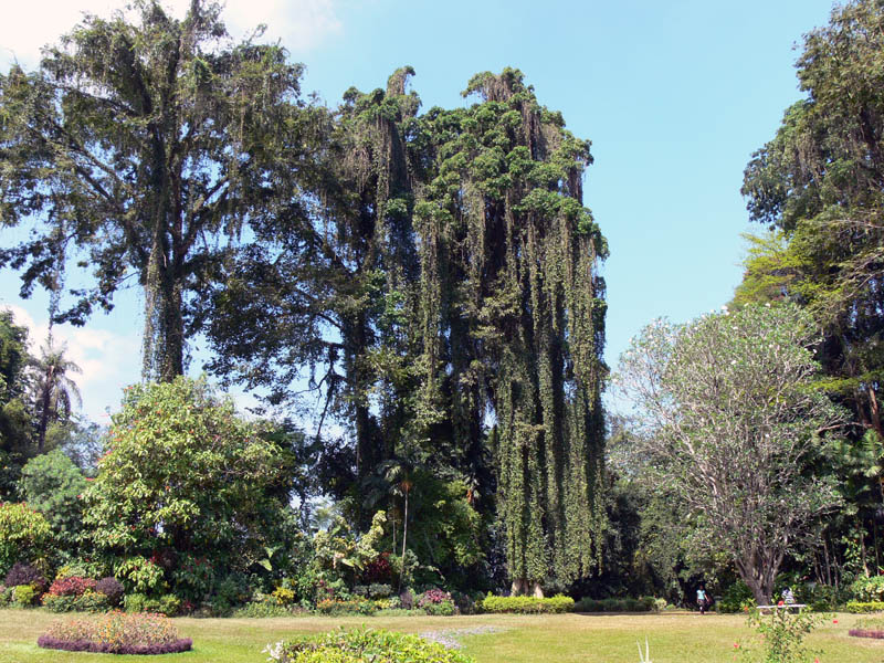 Kandy--Royal Botanical Garden-Mahaweli Ganga2.jpg