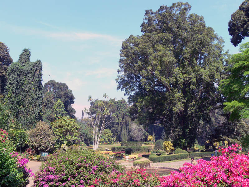 Kandy--Royal Botanical Garden-Mahaweli Ganga1.jpg