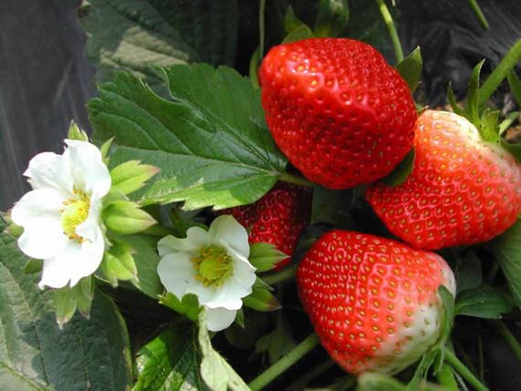 新鲜草莓16.jpg