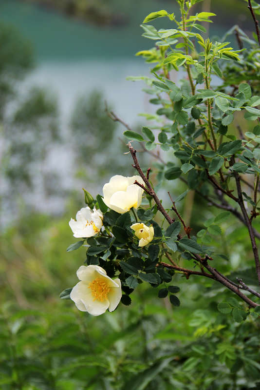 黄色野蔷薇1.jpg