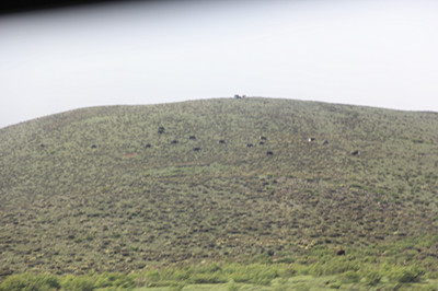 高原上的牦牛.jpg