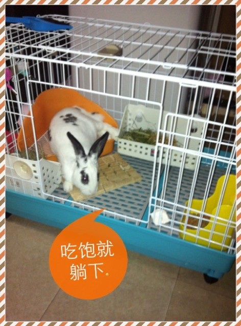 兔子-1.jpg