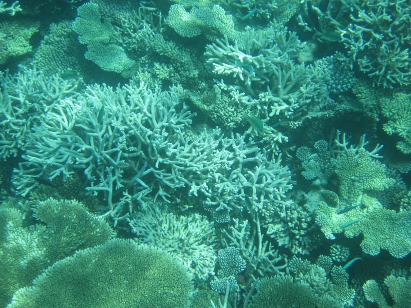 浮潜珊瑚花园_001.jpg