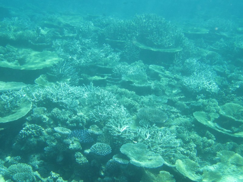 浮潜珊瑚花园全景_001.jpg