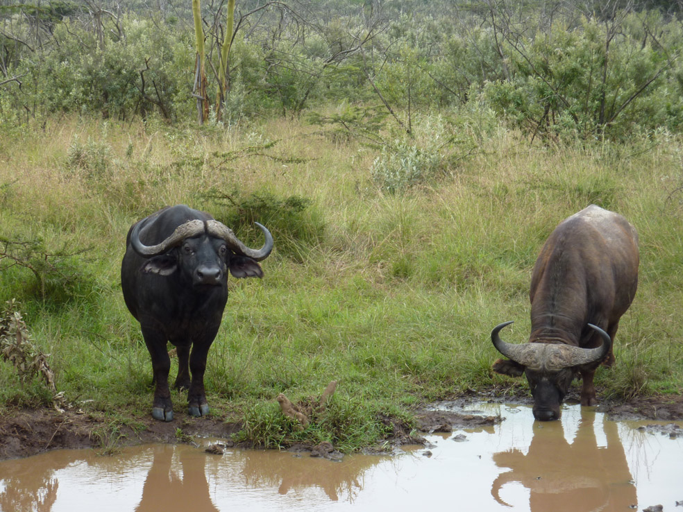 纳库鲁国家公园的水牛.jpg